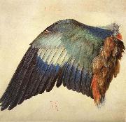 Albrecht Durer Wing of a Blue Roller Germany oil painting reproduction